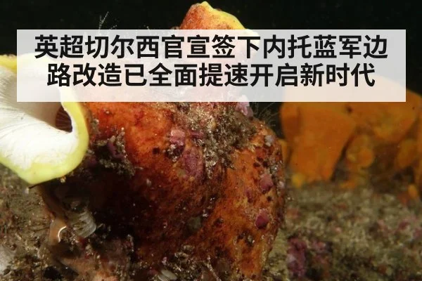 英超切尔西官宣签下内托蓝军边路改造已全面提速开启新时代